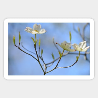 Dogwood Blossoms Sticker